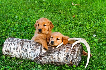 Golden Retriever Puppies