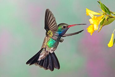 Broad-billed Hummingbird