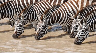 Common Zebras Drinking Water