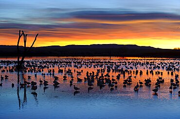 Snow Geese in Pond at Sunrise