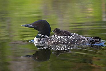 Common Loon (Gavia immer), Canada