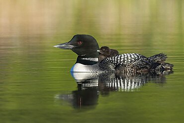 Common Loon (Gavia immer), Canada