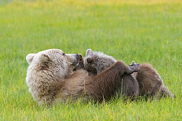 Brown Bear Nursing Cubs