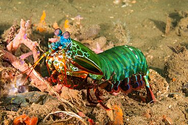 Peacock Mantis Shrimp