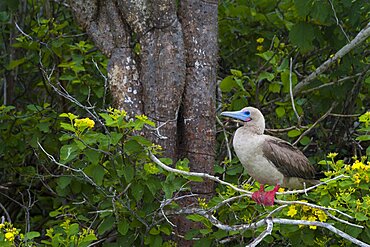 Red-footed Booby, Genovesa Island, Galapagos