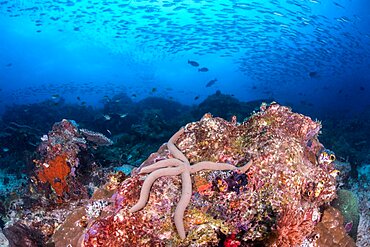 Blue Sea Star, Indonesia