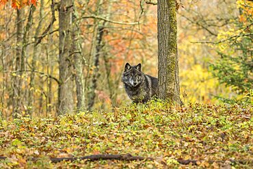 Gray Wolf