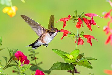 Ruby-throated Hummingbird