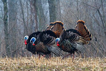 Jake Eastern Wild Turkeys