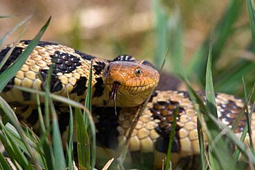 Western Fox Snake