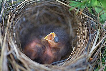 Chipping Sparrow Nestlings