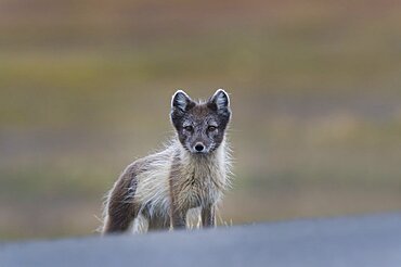 Arctic Fox