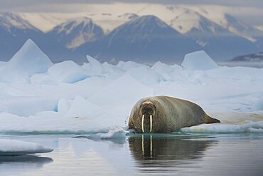 Walrus on Ice Floe