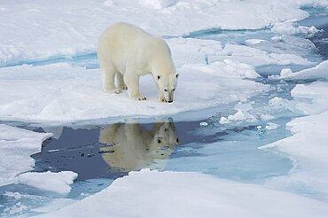 Polar Bear on Pack Ice