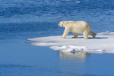 Polar Bear on Pack Ice