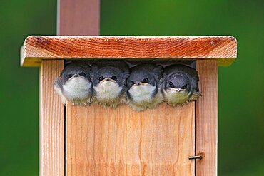 Tree Swallow, Tachycineta bicolor