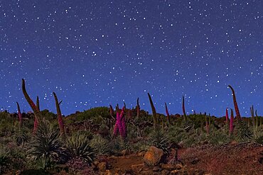 Echium wildpretii at Night, Canary Islands