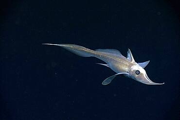 Long-nose Chimaera