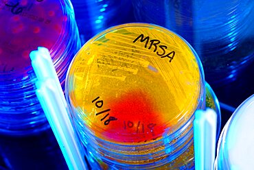 MRSA culture