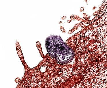 Orientia tsutsugamushi Bacteria, Phagocytosis, TEM