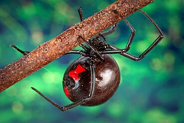 Latrodectus mactans, Black Widow Spider