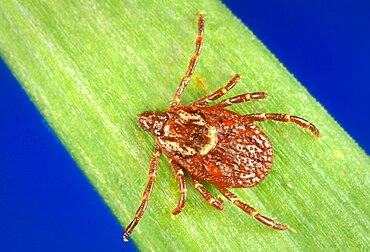 Dermacentor variabilis, American Dog Tick, SEM