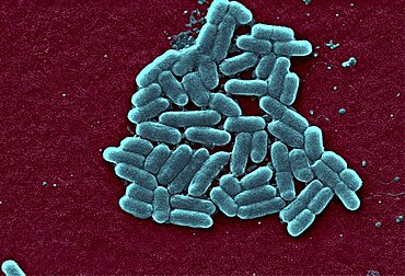 Escherichia coli O157:H7 Bacteria, SEM