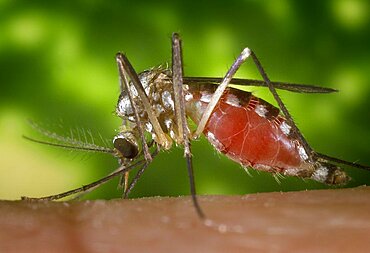 Aedes triseriatus Mosquito, West Nile Vector