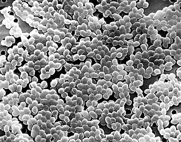 Enterococcus Bacteria, SEM