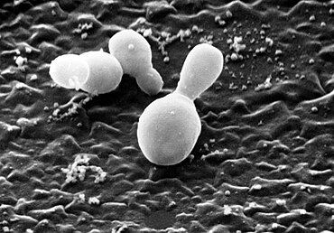 Malassezia Fungus, SEM