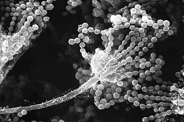 Aspergillus Fungus, SEM