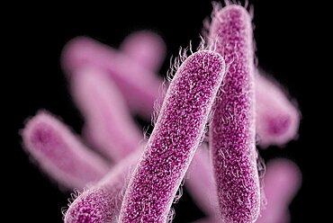 Drug-Resistant Shigella Bacteria, 3D Model