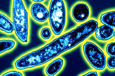 Legionella pneumophila Bacteria, TEM