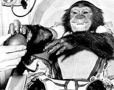 Ham, First Chimpanzee in Space, 1961