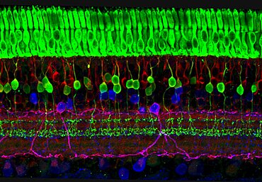 Retina, Photoreceptors