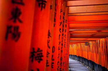 Torii gates at Fushimi Inari-Taisha sanctuary,Kyoto, Japan