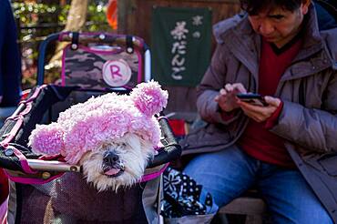 Dog and owner, in Kiyomizu-dera temple, Kyoto. Kansai, Japan.