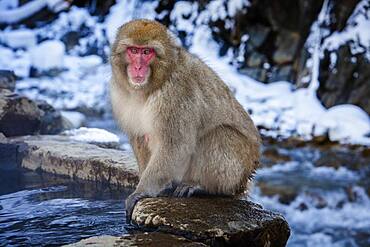 Monkey in a natural onsen (hot spring), located in Jigokudani Monkey Park, Nagono prefecture,Japan.