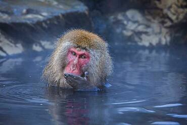 Monkey in a natural onsen (hot spring), located in Jigokudani Monkey Park, Nagono prefecture,Japan.