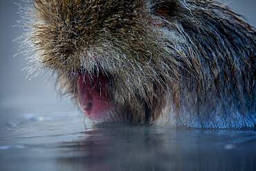 Monkey in a natural onsen (hot spring), located in Jigokudani Monkey Park, Nagono prefecture,Japan.