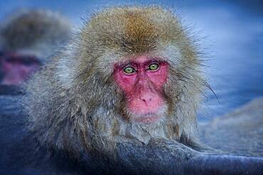 Monkeys in a natural onsen (hot spring), located in Jigokudani Monkey Park, Nagono prefecture,Japan.