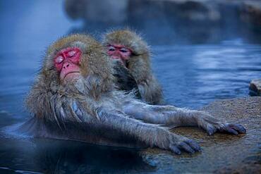 Monkeys in a natural onsen (hot spring), located in Jigokudani Monkey Park, Nagono prefecture,Japan.