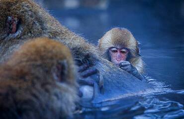 Monkeys in a natural onsen (hot spring), located in Jigokudani Monkey Park, Nagono prefecture,Japan.