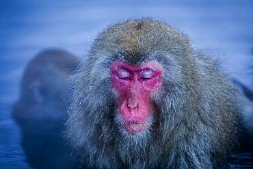 Monkeys in a natural onsen (hot spring), located in Jigokudani Monkey Park, Nagono prefecture,Japan.