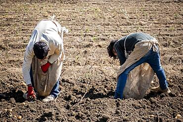 Children picking the potato harvest, day laborers, child labour, syrian refugees, in Bar Elias, Bekaa Valley, Lebanon