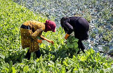 Sahar at left and Houriye at right, both 15 years old, Girls picking chards harvest, day laborers, child labour, syrian refugees, in Bar Elias, Bekaa Valley, Lebanon