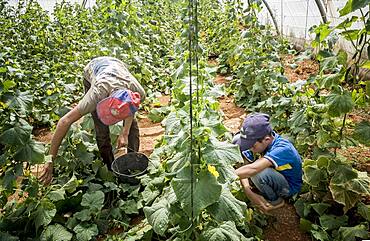 At right Khaled 13 years old. At left his brother Ibrahim 15 years old, picking cucumbers harvest, day laborers, child labour, syrian refugees, Arsal, Bekaa Valley, Lebanon