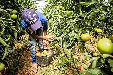 Khaled 13 years old, picking tomatoes harvest, day laborer, child labour, syrian refugee, Arsal, Bekaa Valley, Lebanon