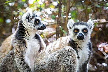 Ring-tailed Lemur, Maki catta, Anja Reserve, Madagascar