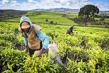 Tea harvest in Sahambavy, near Fianarantsoa city, Madagascar